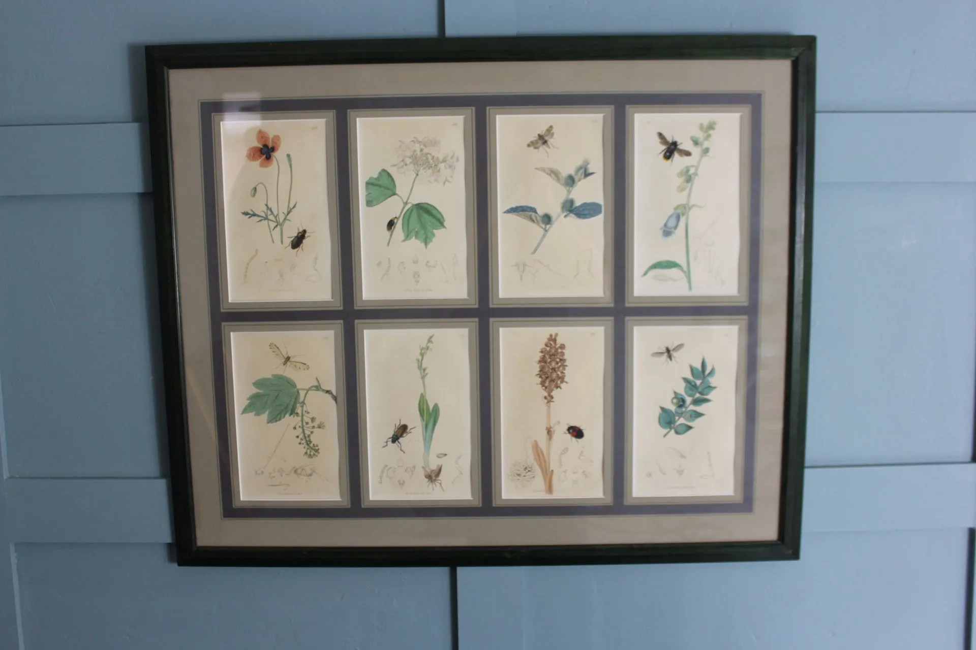 19th century Botanical Engravings by John Curtis