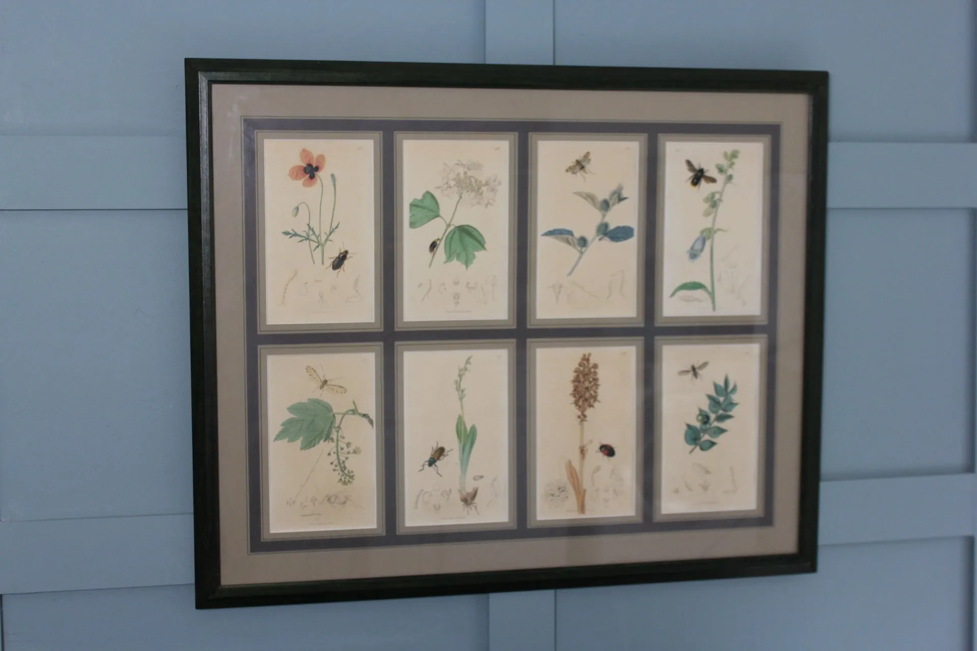 19th century Botanical Engravings by John Curtis