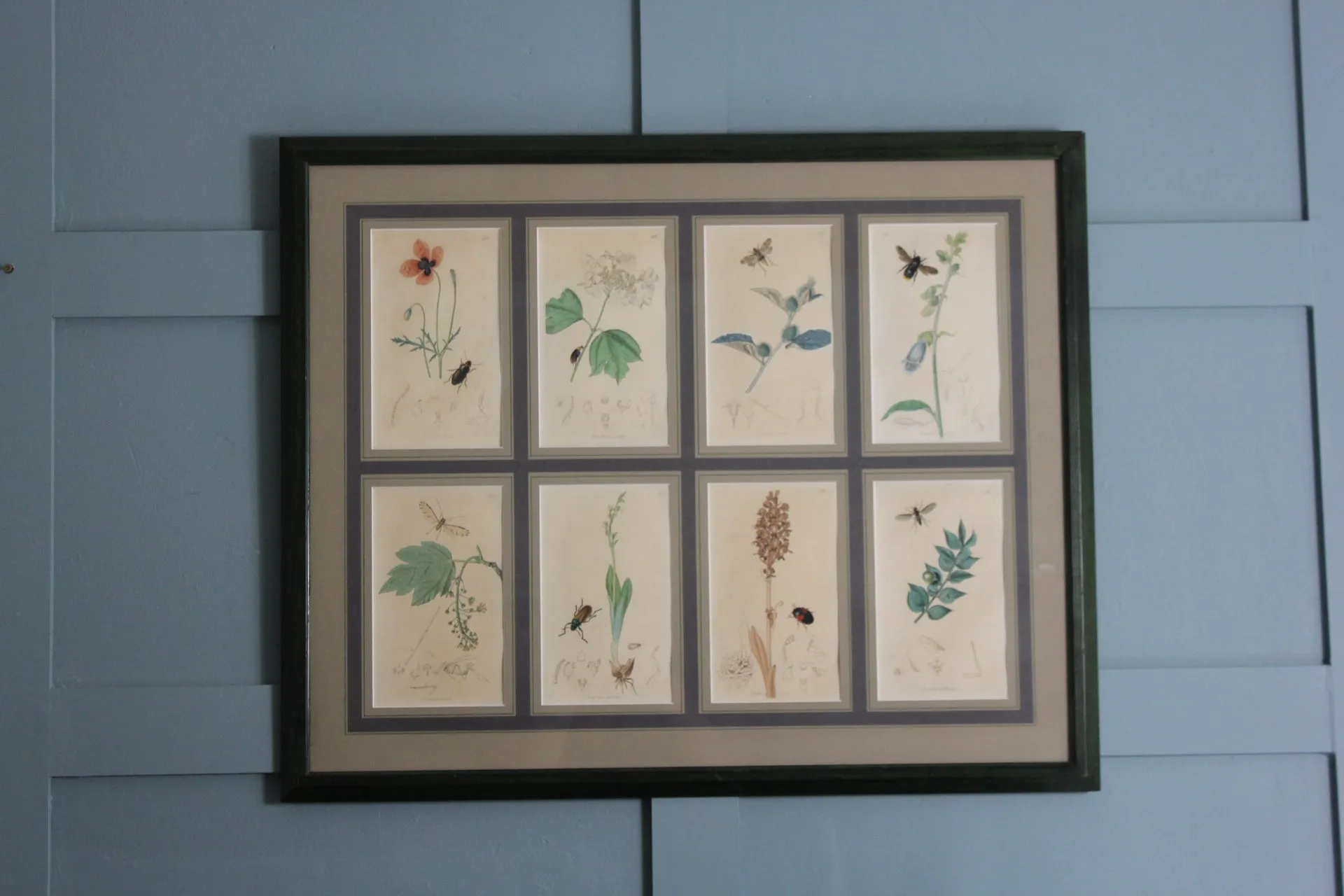 19th century Botanical Engravings by John Curtis