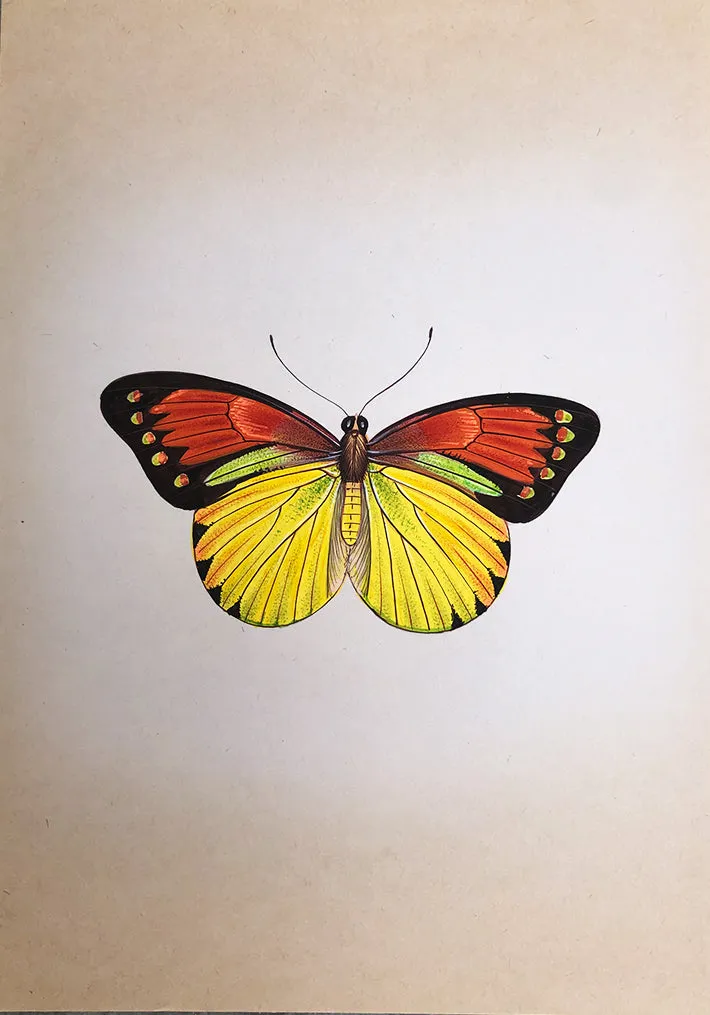 A Colorful Butterfly in Miniature Painting by Mohan Prajapati