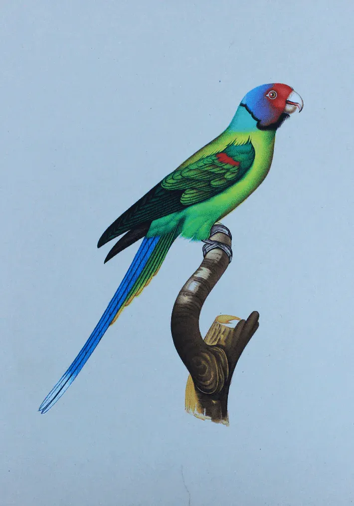 A Radiant Parrot in Miniature Painting by Mohan Prajapati