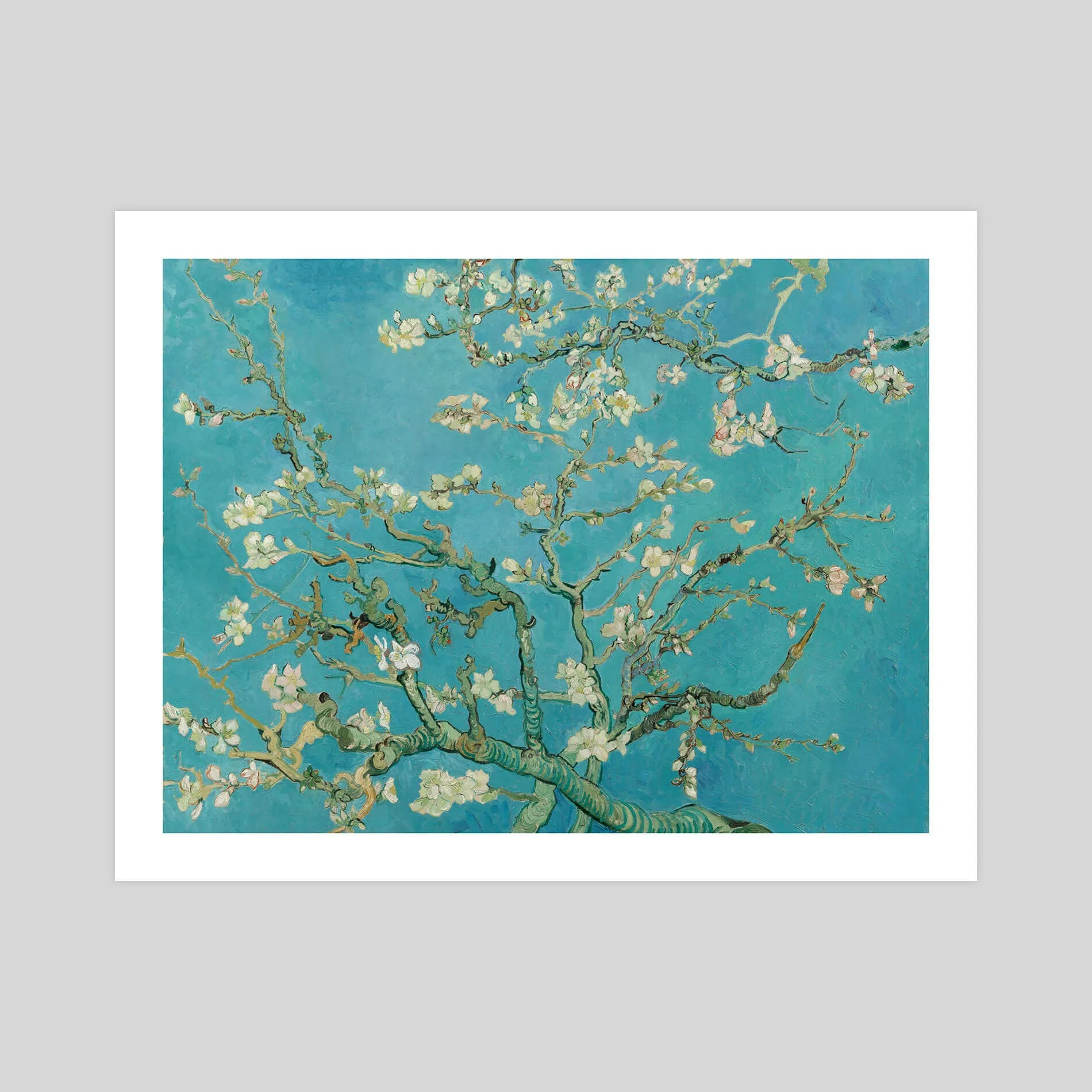 Almond Blossoms