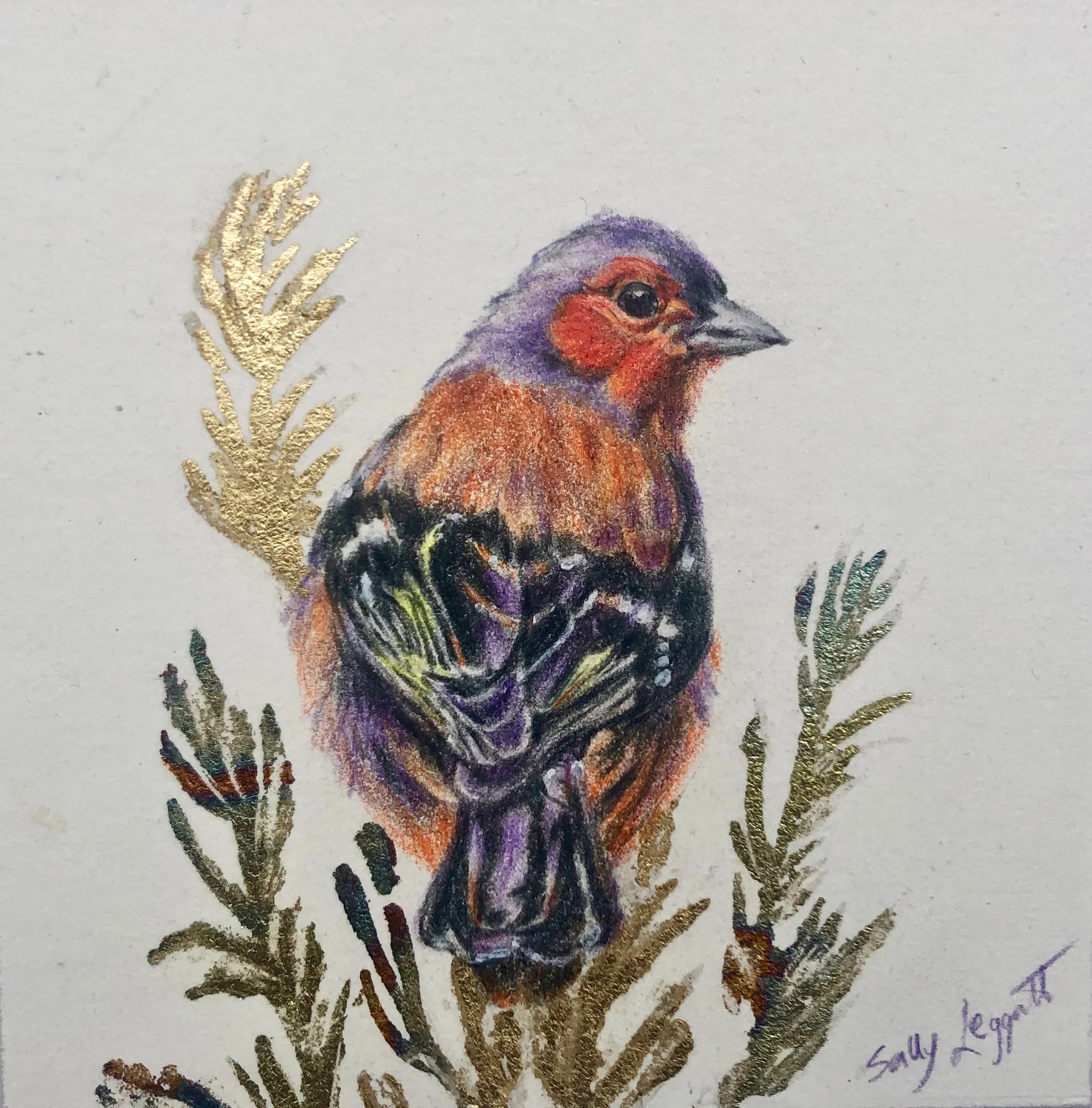 Chaffinch - by Sally Leggatt