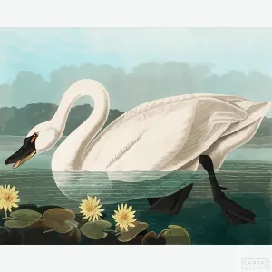 Common American Swan - Diamond Painting