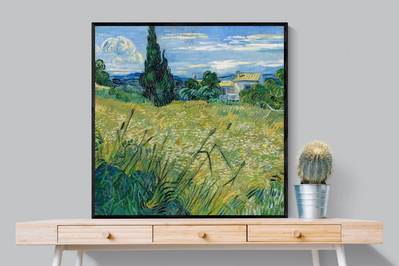 Green Wheat Field with Cypress