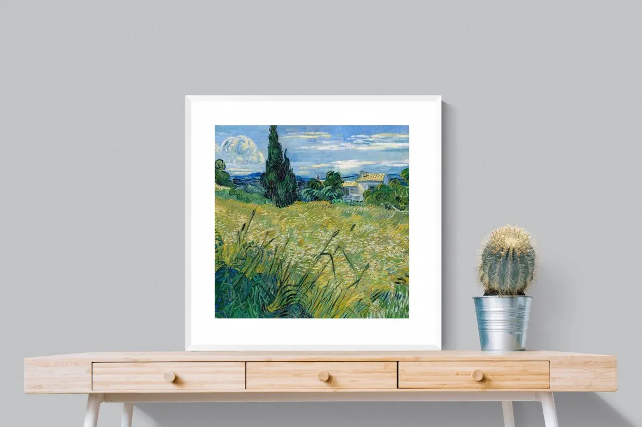 Green Wheat Field with Cypress