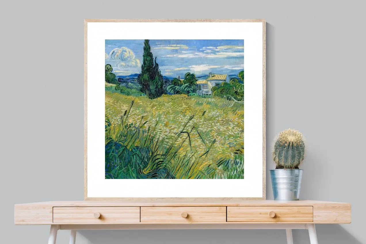 Green Wheat Field with Cypress