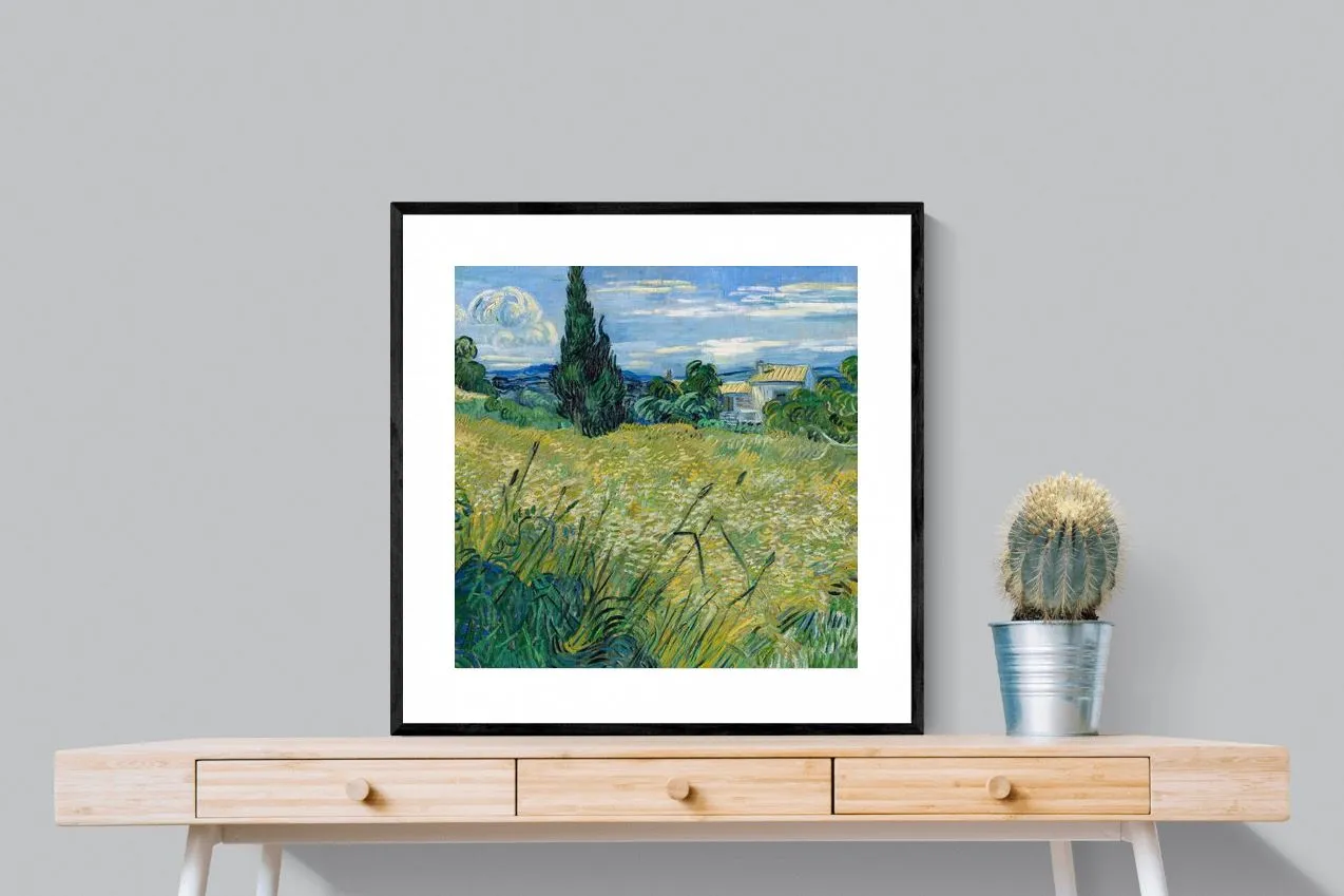 Green Wheat Field with Cypress