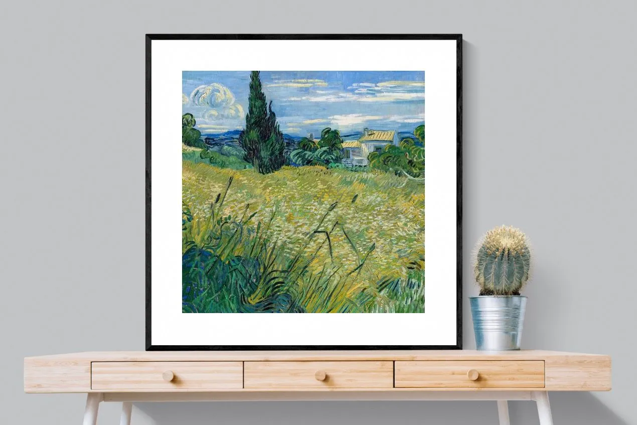 Green Wheat Field with Cypress