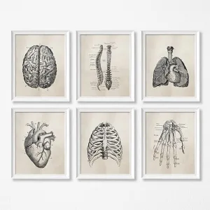 Vintage Human Anatomy Science Wall Art