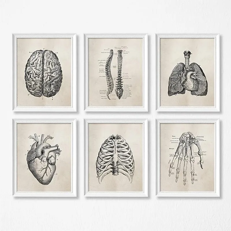 Vintage Human Anatomy Science Wall Art